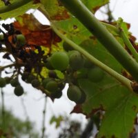 Vid / Parra silvestre (Vitis vinifera ssp. sylvestris)...