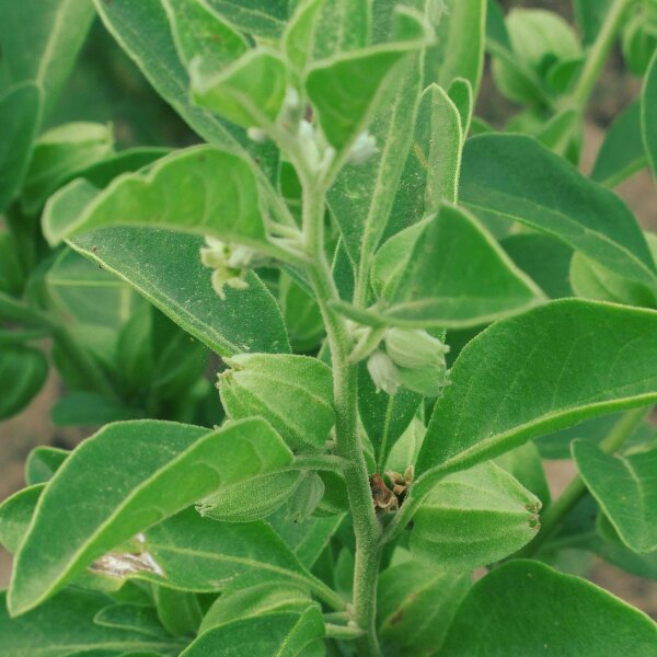 Bufera / ashwagandha (Withania somnifera) semillas
