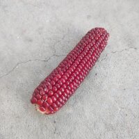 Maiz rojo "Joro" (Zea mays) semillas