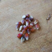 Maiz rojo "Joro" (Zea mays) semillas
