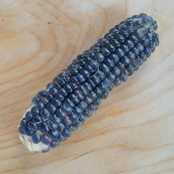 Maiz negro "Black Aztec" (Zea mays) semillas