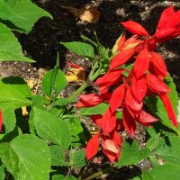 Salvia escarlata (Salvia splendens)