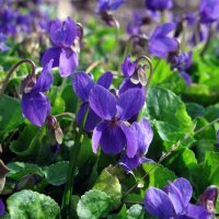 Violeta común / Viola (Viola odorata) semillas