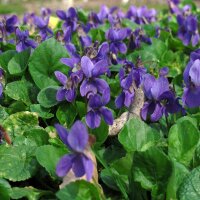 Violeta común / Viola (Viola odorata) semillas