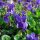 Violeta común / Viola (Viola odorata) semillas