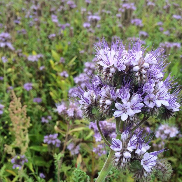 Facelia (Phacelia tanacetifolia) orgánico semillas