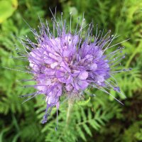 Facelia (Phacelia tanacetifolia) orgánico semillas