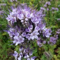 Facelia (Phacelia tanacetifolia) orgánico semillas