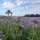 Facelia (Phacelia tanacetifolia) orgánico semillas