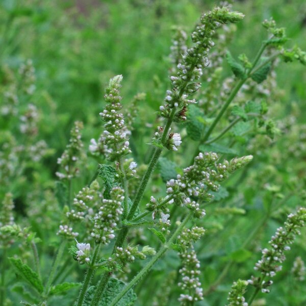 Menta de hoja redonda (Mentha suaveolens) semillas