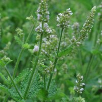 Menta de hoja redonda (Mentha suaveolens) semillas