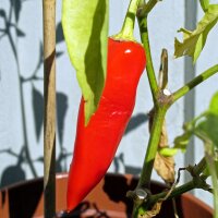 Pimiento rojo dulce Marconi Rosso (Capsicum annuum)...