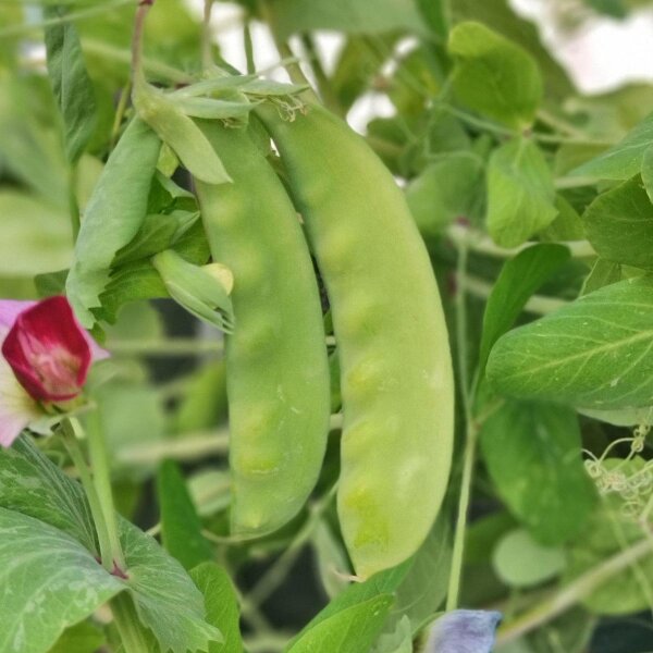 Winter Sugar Pea Frieda Welten (Pisum sativum) organic semillas