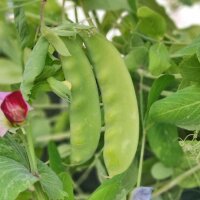 Winter Sugar Pea Frieda Welten (Pisum sativum) organic...