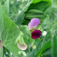 Winter Sugar Pea Frieda Welten (Pisum sativum) organic...