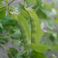 Winter Sugar Pea Frieda Welten (Pisum sativum) organic semillas