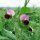 Winter Sugar Pea Frieda Welten (Pisum sativum) organic semillas