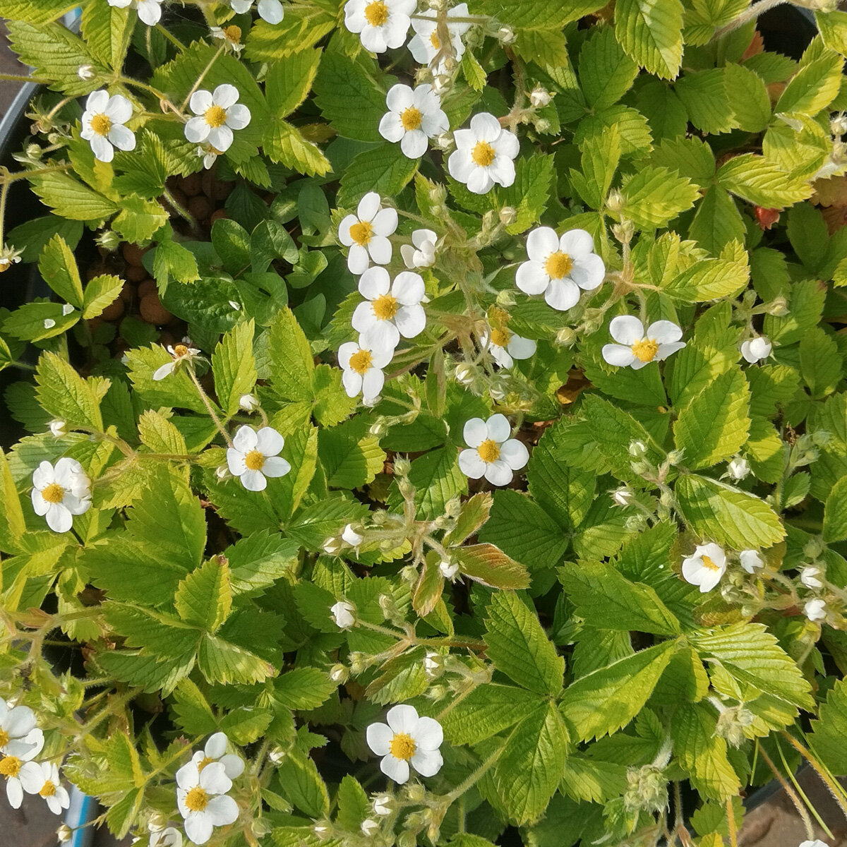 Semillas de Fresa Renaissance Fragaria vesca L. Reliquia - México