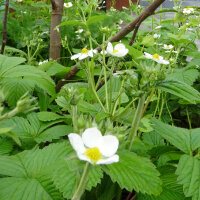 Fresa almizcle (Fragaria moschata) semillas