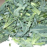 Broccolo Fiolaro (Brassica oleracea var. Italica) organic...