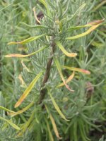 Cantueso (Lavandula stoechas) semillas