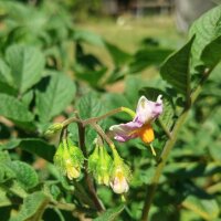 Variedades antiguas de patatas (Solanum tuberosum) semillas