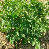 Variedades antiguas de patatas (Solanum tuberosum) semillas