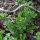 Aspérula olorosa (Galium odoratum) orgánica semillas