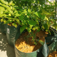 Chile  Biquinho (Capsicum chinense ) semillas