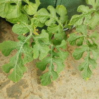 Sandía Golden Midget (Citrullus lanatus) semillas