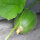 Melón Minnesota Midget (Cucumis melo) semillas