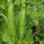 Winter Pea Sima (Pisum sativum) organic semillas