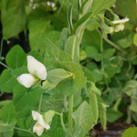 Tirabeque "Delikett" (Pisum sativum) semillas