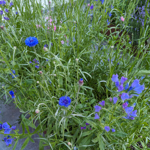 Ramo de flores azules