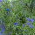 Ramo de flores azules