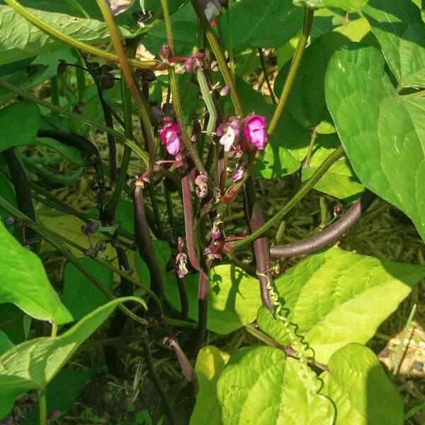 Judía  Royal Burgundy  (Phaseolus vulgaris) semillas