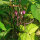 Judía  Royal Burgundy  (Phaseolus vulgaris) semillas