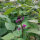 Judía  Royal Burgundy  (Phaseolus vulgaris) semillas