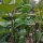 Judía  Royal Burgundy  (Phaseolus vulgaris) semillas