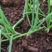Cebolla De Barletta (Allium cepa) semillas