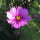 Cosmos (Cosmos bipinnatus) orgánico semillas