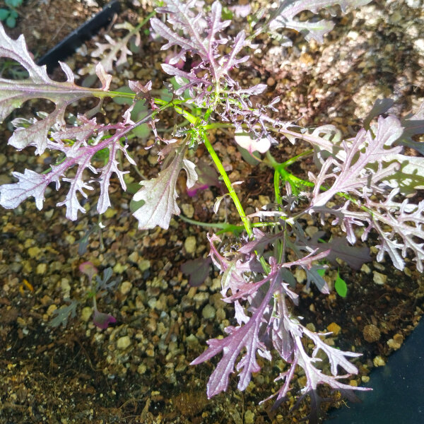 Hoja de mostaza china Red Frills (Brassica juncea)