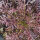 Hoja de mostaza china Red Frills (Brassica juncea)