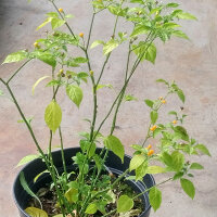Pimiento Aji Charapita (Capsicum chinense) semillas