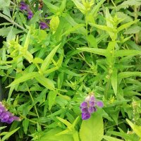 Baikal Skullcap / Chinese Skullcap (Scutellaria baicalensis) organic semillas