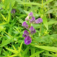 Baikal Skullcap / Chinese Skullcap (Scutellaria baicalensis) organic semillas