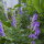 Baikal Skullcap / Chinese Skullcap (Scutellaria baicalensis) organic semillas