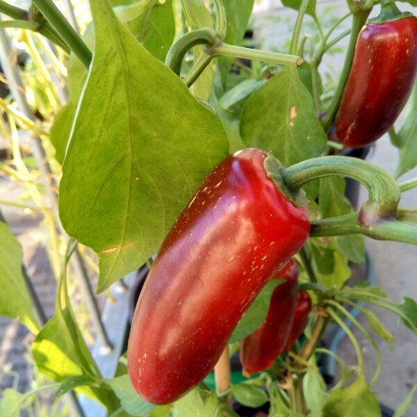 Chile  Nadapeño (Capsicum anuum) orgánico semillas