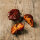 Pimiento Trinidad Scorpion Chocolate (Capsicum chinense) semillas