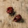 Pimiento Trinidad Scorpion Chocolate (Capsicum chinense) semillas